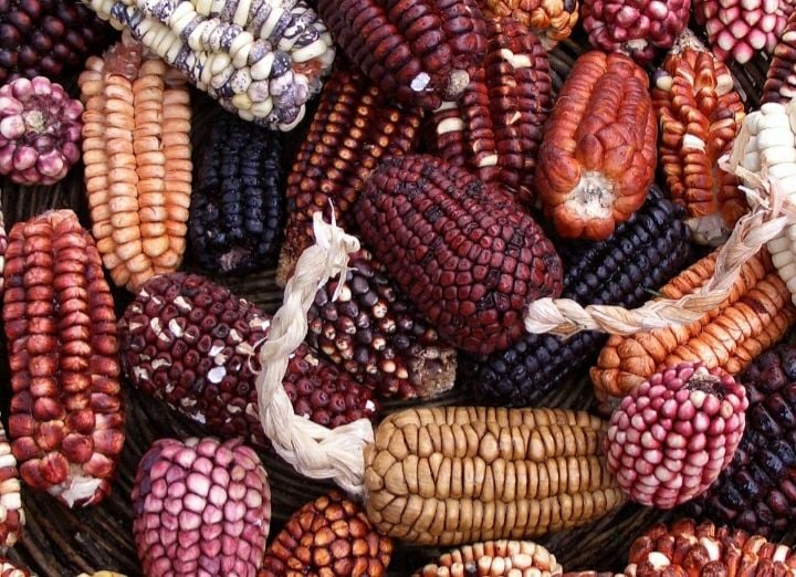 [사진제공 위키미디아]