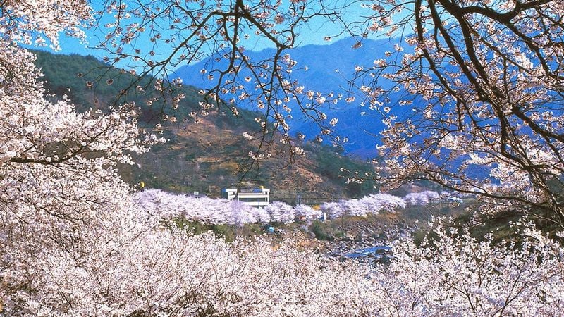 하동 화개장터 벚꽃 / 사진=하동군 공식 블로그