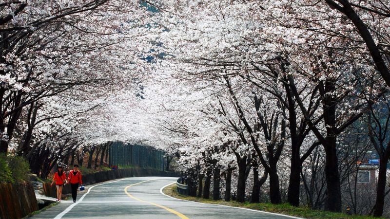 하동 화개장터 벚꽃길 / 사진=하동군 공식 블로그