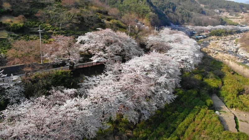 하동 화개장터 벚꽃 풍경 / 사진=하동군 공식 블로그