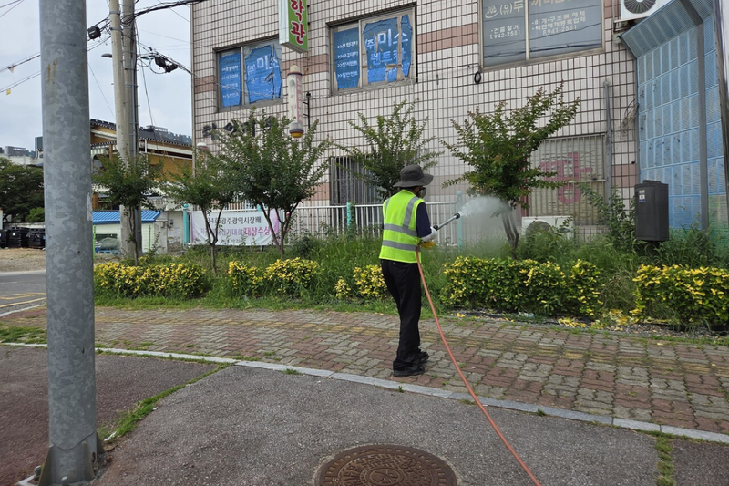 김중태 광주나무병원 원장이 전남광주특별시 광산구 일대 생활권 수목을 대상으로 무료 병해충 방제작업을 하고 있다. [사진제공  광주나무병원] 