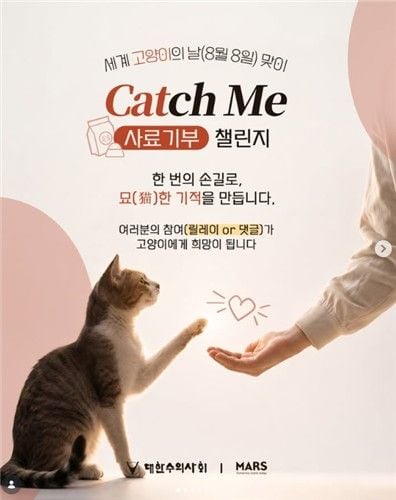 세계 고양이의 날 기념 사료 기부 챌린지 [대한수의사회 제공]