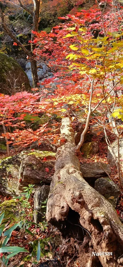 쓰러진 고목에 단풍이 들다