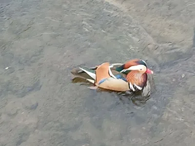 중랑천 원앙의 행복한 하루