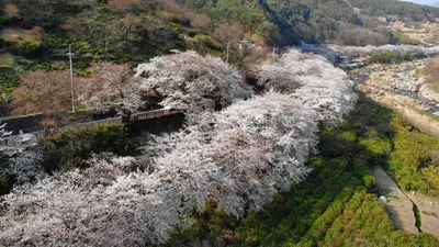 하동군, 화개장터 벚꽃 시즌 3일 운영…“27~29일, 주차 계획이 관람의 질을 좌우한다”