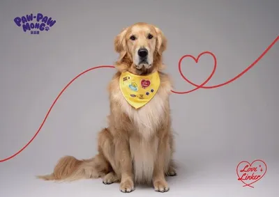 깨끗한나라 포포몽, 반려견 헌혈 문화 확산 위한 ‘러브 링커’ 캠페인 시작