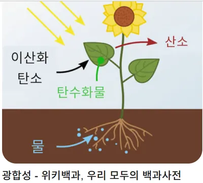 태양의 혜택